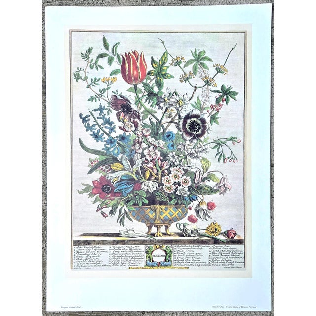 Vintage February print from Robert Furber “Twelve Months of Flowers” Pierpont Morgan Library Print, New York. Large...