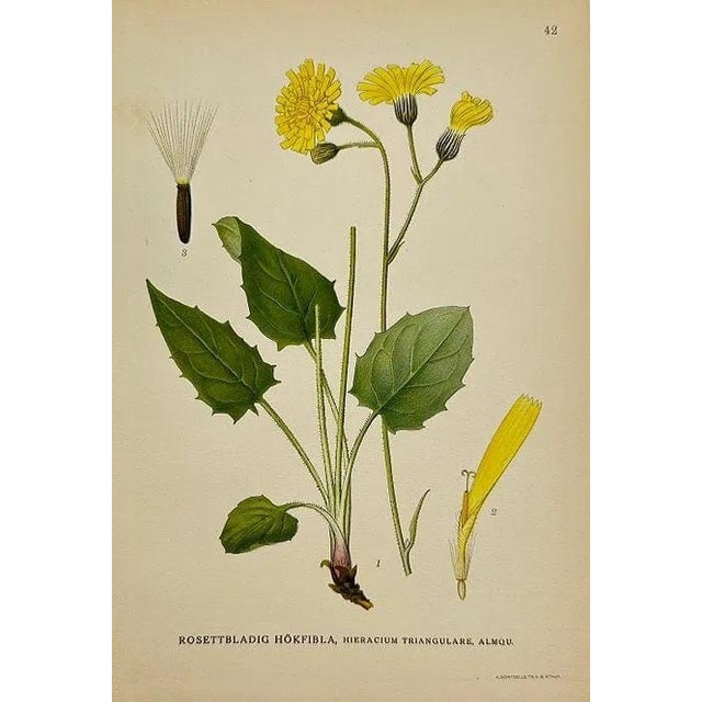 Early 19th Century James Sowerby Botanical Prints – Yellow Sedge and Pale Sedge, Set of 10 For Sale - Image 11 of 11