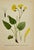 Early 19th Century James Sowerby Botanical Prints – Yellow Sedge and Pale Sedge, Set of 10 For Sale - Image 11 of 11