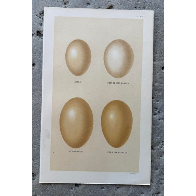 English Set of 8 English Late 19th Chromolithographs of Bird Eggs For Sale - Image 3 of 10