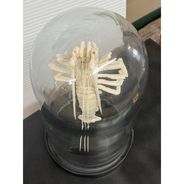 Taxidermy Mantis Shrimp in Case For Sale In San Francisco - Image 6 of 12