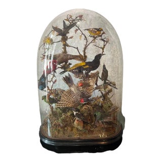 Antique 19th Century Victorian Diorama of 13 Tropical Birds 1870 For Sale