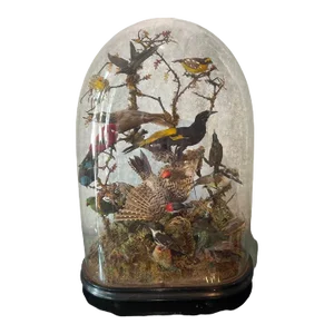 Antique 19th Century Victorian Diorama of 13 Tropical Birds 1870