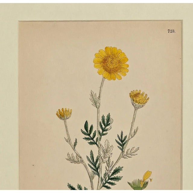 Realism 19th Century Cottage Botanical Print of Ox-Eye Chamomile For Sale - Image 3 of 4