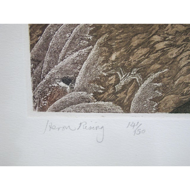 Robert Greenhalf Unframed Heron Rising Signed Limited Edition Art Print Etching For Sale - Image 4 of 7