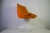 Metal Orange Tulip Armchairs in the style of Knoll, 1970s For Sale - Image 7 of 13