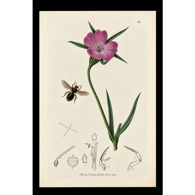 A rare example of original hand-colored engravings from John Curtis’s celebrated British Entomology, dating to circa 1825....