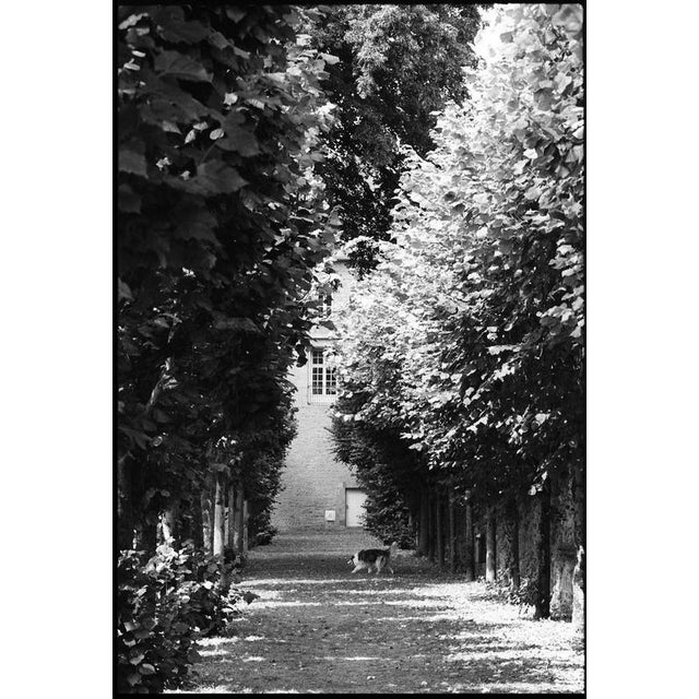 Paul Cooklin, Treeline, Edition of 50 For Sale - Image 6 of 6