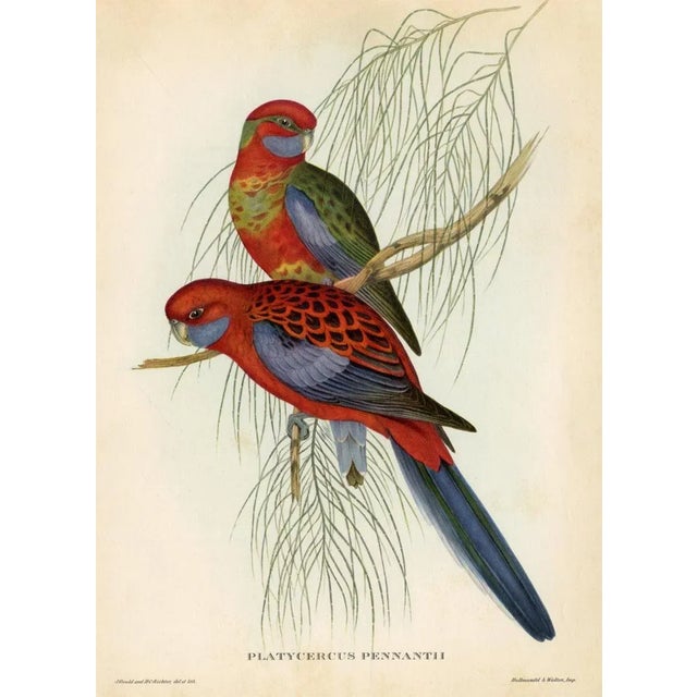 Original vintage bird print from a mid-1950s folio of tropical birds based on the work of John Gould (1804-1881). Gould...