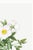 Cherokee Rose, Vintage Botanical Art Print Reproduction by Pierre-Joseph Redouté, 16" X 24" For Sale - Image 9 of 11