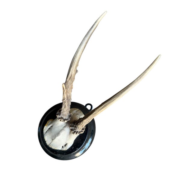 Roe deer trophy mounted on a round wood plaque.