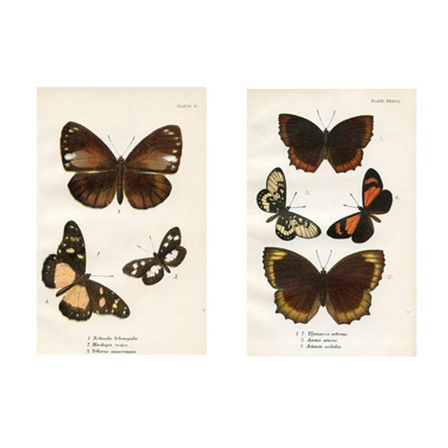 1896, Butterfly Prints Including Palmflies, Original Antique Lithographs, England, a Pair For Sale - Image 4 of 4