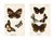 1896, Butterfly Prints Including Palmflies, Original Antique Lithographs, England, a Pair For Sale - Image 4 of 4