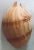 Apricot Large Melo Amphora Shell For Sale - Image 8 of 10