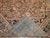 Antique Persian Mahal, 9'8'' X 12'3'' For Sale - Image 9 of 11