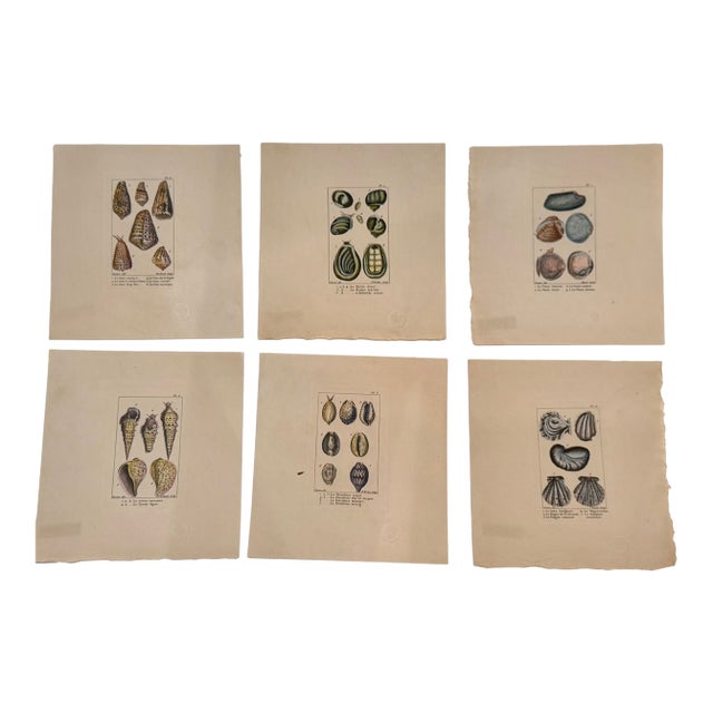 Set of Six 18th Century French Hand Colored Shell Engravings Panckoucke Tableau Encyclopédique c.1790 For Sale