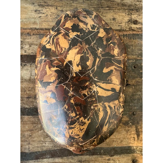 Vintage Italian Scagliola Artisanal Pigmented Plaster Turtle Shell For Sale - Image 9 of 12