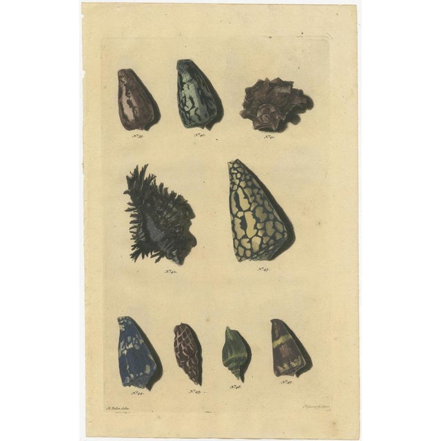 Various Sea Shells and Molluscs, 1726, Paper, Set of 6 For Sale - Image 6 of 11