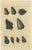 Various Sea Shells and Molluscs, 1726, Paper, Set of 6 For Sale - Image 6 of 11