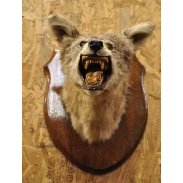 Vintage Jackal Shoulder Trophy Mount Oak Wall Plaque Taxidermy Mancave Decor For Sale - Image 4 of 12