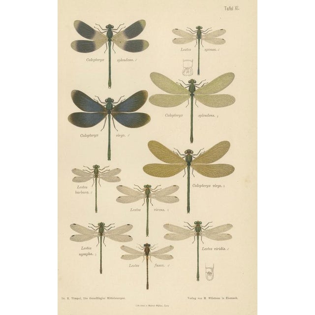 Richard Tümpel, Calopteryx & Lestes Damselfly from Die Geradflügler, 1908, Lithograph For Sale - Image 4 of 10