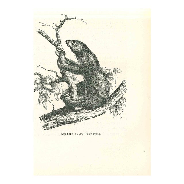 Paul Gervais, Cholepe Unau, 1854, Lithograph For Sale