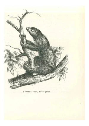 Paul Gervais, Cholepe Unau, 1854, Lithograph