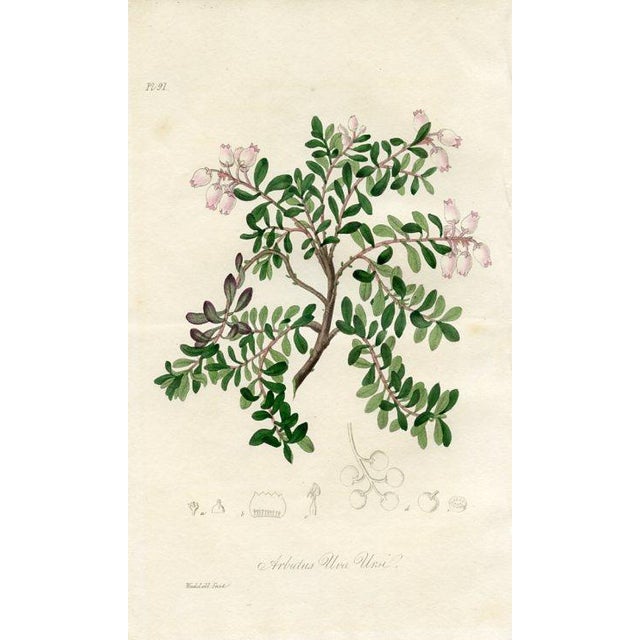 Original hand-colored botanical print from “Medical Botany”, a medical reference published in England in the early 1800s....