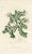 Original hand-colored botanical print from “Medical Botany”, a medical reference published in England in the early 1800s....