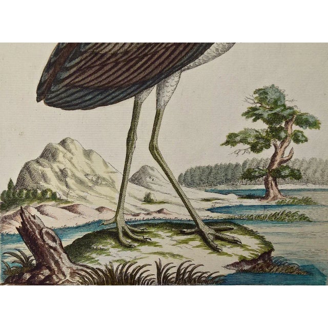18th Century Black Stork, "Ciconia Nigra": An 18th Century Hand-Colored Frisch Engraving, 1733 For Sale - Image 5 of 5
