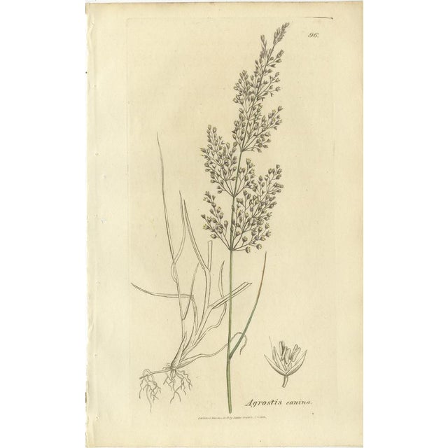 After James Sowerby, Botanical Illustrations of Meadow Foxtail, Polypogon & Agrostis, 1830s, Engravings, Set of 8 For Sale - Image 9 of 10