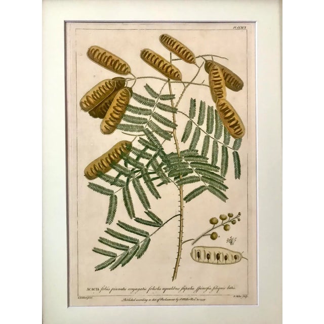 Original antique hand colored botanical engraving print Acacia Tree by Phillip Miller London 1759 with latin text at the...