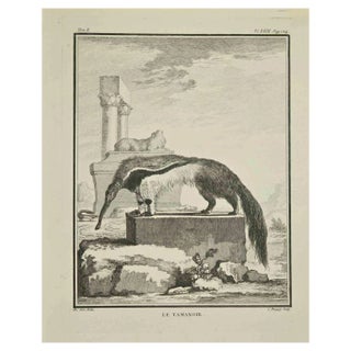 Pierre Charles Baquoy, Le Tamanoir, Etching, 1771 For Sale