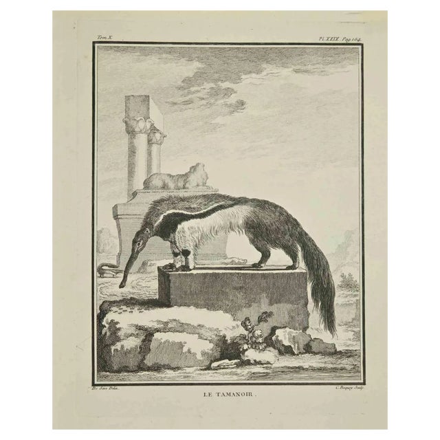 Pierre Charles Baquoy, Le Tamanoir, Etching, 1771 For Sale