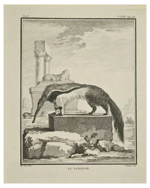 Pierre Charles Baquoy, Le Tamanoir, Etching, 1771