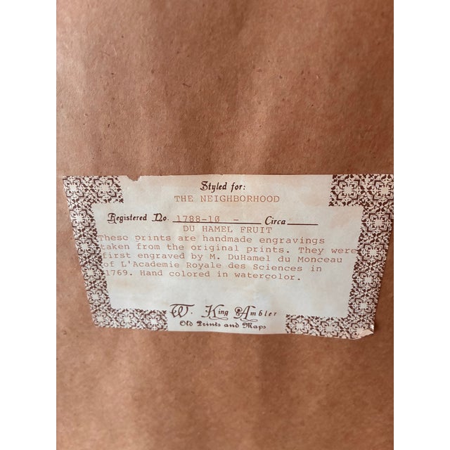 Mid 20th Century Pair of DuHamel Du Monceau Vintage French Fruit Engravings by W. King Ambler For Sale - Image 5 of 6