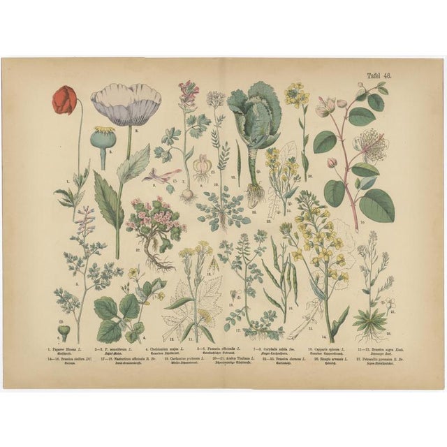 Gold Antique Botanical Charts of German Wildflowers, Stuttgart, 1885, Set of 6 For Sale - Image 8 of 9