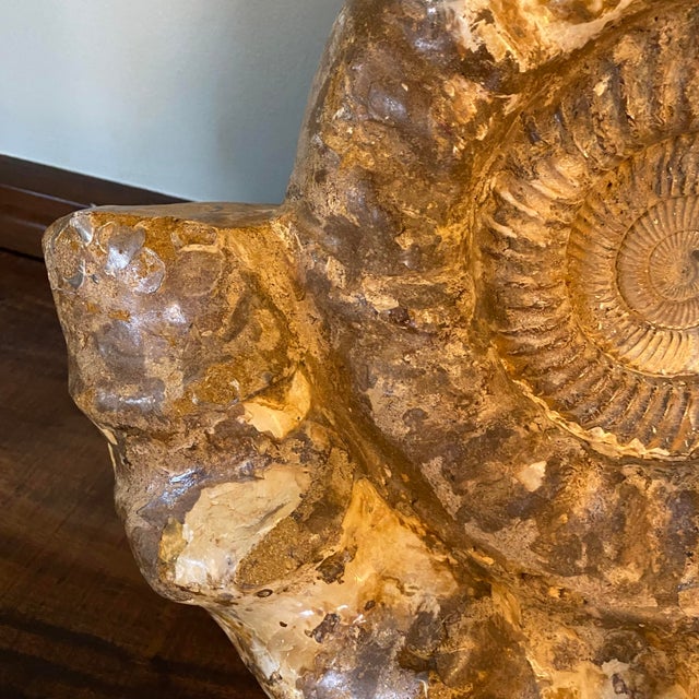 Large Ammonite Fossil Unique Accent For Sale - Image 12 of 16