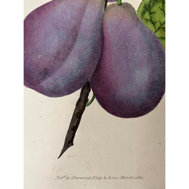 Original Antique English Fruit Botanical Print of Plums by Brookshaw C.1820 For Sale - Image 4 of 5