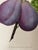 Original Antique English Fruit Botanical Print of Plums by Brookshaw C.1820 For Sale - Image 4 of 5