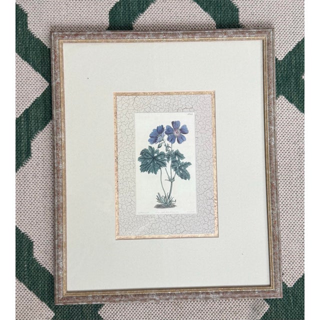 William Curtis 18th Century William Curtis Set of Seven Hand-Colored Engravings For Sale - Image 4 of 9