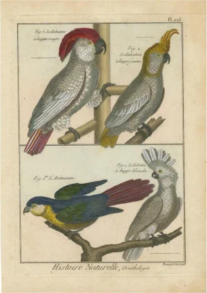 Bernard, Cockatoos, 1792, Copper Engraving