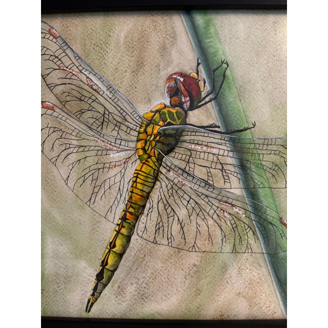 This original watercolor captures a Wandering Glider dragonfly in exquisite detail, its delicate, translucent wings...
