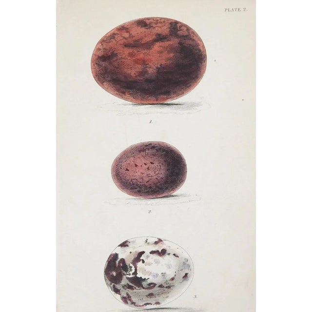 Small set of 3 antique late 19th century bird egg hand colored book plate engravings. Unframed, age toning, edge wear.