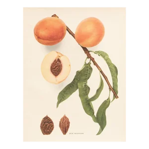 1900s U. P. Hedrick, Original Antique Photogravure of Iron Mountain Peaches