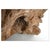 Carved Teak Root Sculpture For Sale - Image 6 of 8