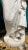 Stone Ferdinando Vichi Italian White Marble Sculpture of a Female For Sale - Image 7 of 10