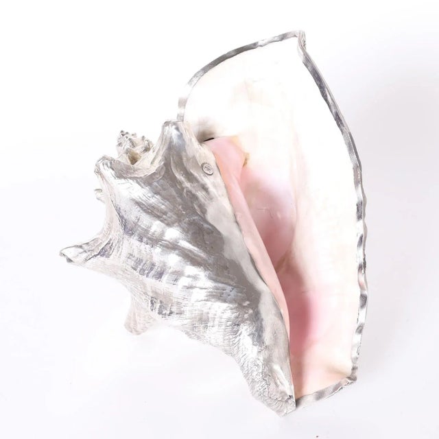 Striking Murex seashell forever plated in silvered metal. Please see our other listings for the complete set.