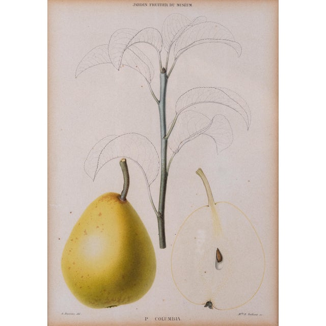 Jardin du FruitierMuseum, Paris Antique botanical of a pear circa 1860 from the notable rare print and antique bookseller,...