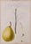 Jardin du FruitierMuseum, Paris Antique botanical of a pear circa 1860 from the notable rare print and antique bookseller,...